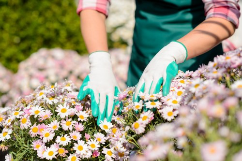 Temple soft landscaping service planning lawns, planting, and mulch